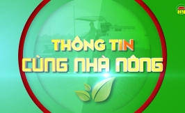  Trang trại gà của chị Nguyệt ở Tiên Lữ có doanh thu trên 300 triệu đồng/tháng