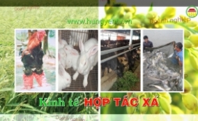 Các hợp tác xã nâng cao năng lực sản xuất kinh doanh sau khi dịch Covid - 19 được kiểm soát.