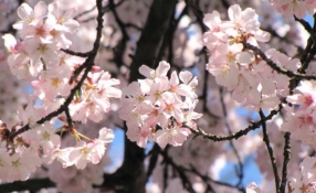 12 bức ảnh đẹp ảo diệu về mùa hoa anh đào