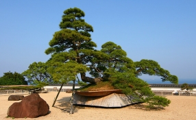 Chiêm ngưỡng loạt cây bonsai nghìn năm tuổi ở Văn Giang 