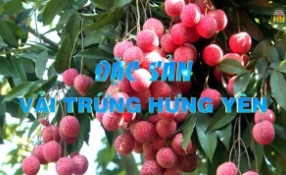 Đặc sản Vải trứng Hưng Yên