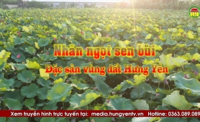 Nhãn ngọt sen bùi - Đặc sản vùng đất Hưng Yên