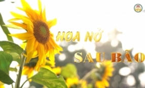 Hoa nở sau bão