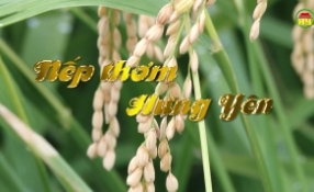 Nếp thơm Hưng Yên