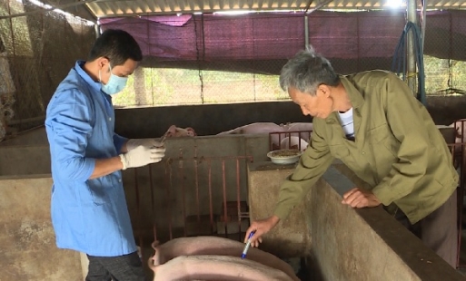 Hưng Yên tăng cường các biện pháp phòng dịch lở mồm long móng 