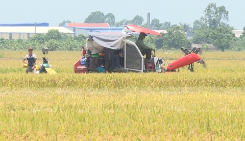 Theo đường dây nóng: Đe dọa không cho máy gặt thu hoạch lúa của cả thôn ở Mỹ Hào