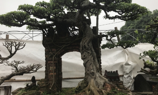 Cây sanh ở Hưng Yên được trả cả trăm nghìn đô, chủ nhân quyết không bán