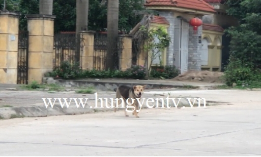 Hưng Yên: Nuôi chó thả rông, tiềm ẩn nhiều nguy cơ 