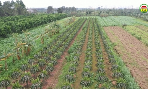 Đánh giá thổ nhưỡng tạo thuận lợi trong chuyển đổi cơ cấu cây trồng ở huyện Kim Động
