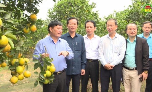 Đồng chí Chủ tịch UBND tỉnh Nguyễn Văn Phóng thăm và kiểm tra sản xuất vùng trồng cây ăn quả huyện Phù Cừ và Kim Động