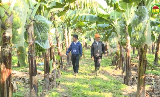 Nông dân huyện Khoái Châu tập trung sản xuất phục vụ Tết