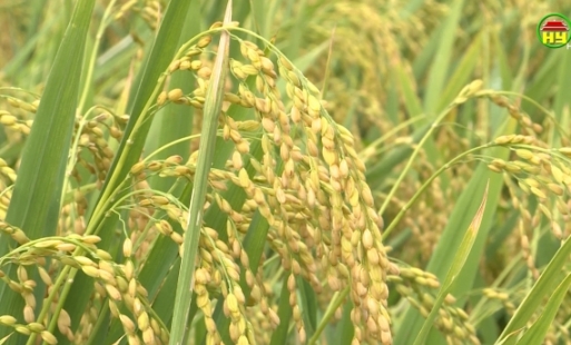 Hiệu quả của giống nếp thơm Hưng Yên