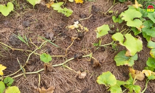 Thời tiết bất lợi nhiều diện tích cây vụ đông bị ảnh hưởng đến năng suất