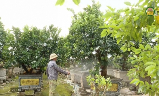 Chăm sóc hoa, cây cảnh phục vụ thị trường cuối năm và Tết