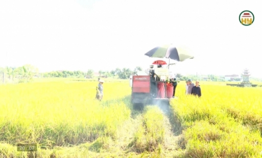  Hưng Yên mùa lúa chín 
