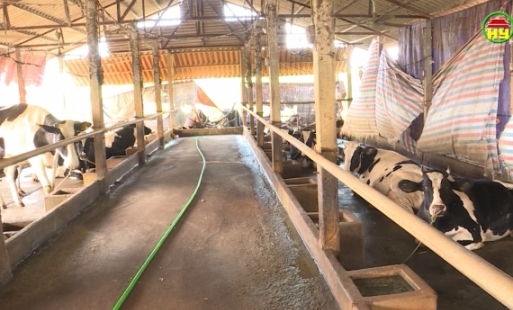 Đưa chăn nuôi tập trung ra xa khu dân cư