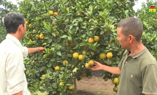 Nâng cao giá trị cam Hưng Yên