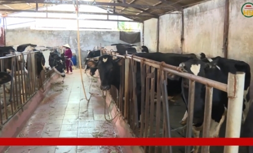 Nuôi bò sữa gây ô nhiễm môi trường trong khu dân cư