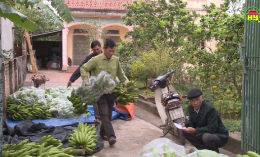 Giá chuối tăng, nông dân huyện Kim Động tập trung chăm sóc  phục vụ thị trường Tết Nguyên đán