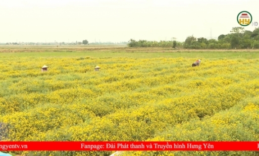 Nhân rộng diện tích trồng hoa cúc chi trên đồng đất xã Lương Tài
