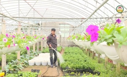 Chăm sóc hoa, cây cảnh phục vụ thị trường Tết