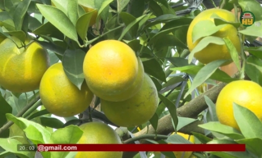 Chuyển đổi cơ cấu cây trồng hiệu quả