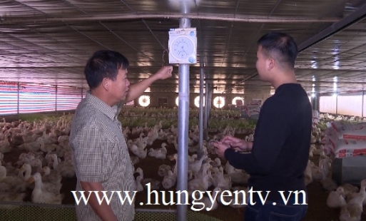 Một nông dân ở Kim Động nuôi vịt an toàn sinh học thu tiền tỷ