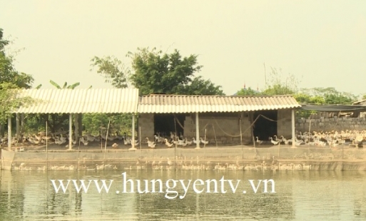 Khuyến cáo công tác phòng, chống dịch cúm gia cầm H5N6