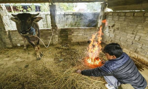 Chủ động ứng phó với rét hại ở Hưng Yên