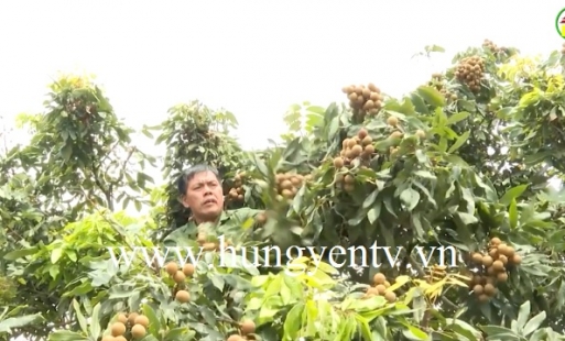 Tiên Lữ ước thu trên 4.800 tấn nhãn