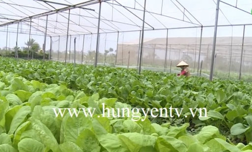 Trồng rau an toàn Vietgap hướng đến nền sản xuất nông nghiệp hiện đại, bền vững