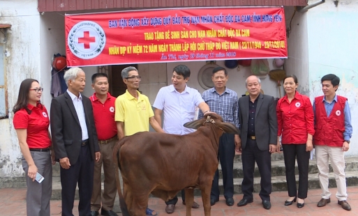 Tặng bê sinh sản cho nạn nhân chất độc da cam ở Ân Thi và Kim Động