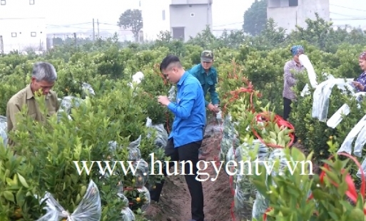 Văn Giang gửi tặng quất cảnh ra quần đảo Trường  Sa