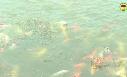 Nuôi cá Koi, kiếm tiền tỷ mỗi năm