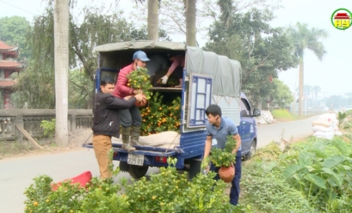 Sôi động quất cảnh phục vụ tết tại Khoái Châu