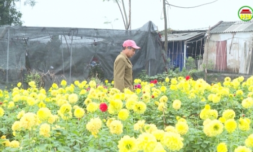 Tích cực tìm đầu ra tiêu thụ hoa cây cảnh phục vụ Tết