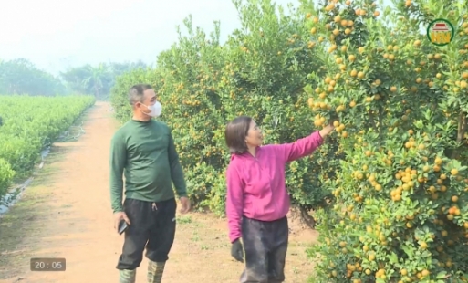 Chuyển đổi trồng quất cảnh trên đất bãi