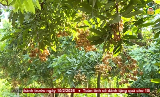 Phát huy giá trị Di sản Tri thức trồng và chế biến nhãn lồng Hưng Yên