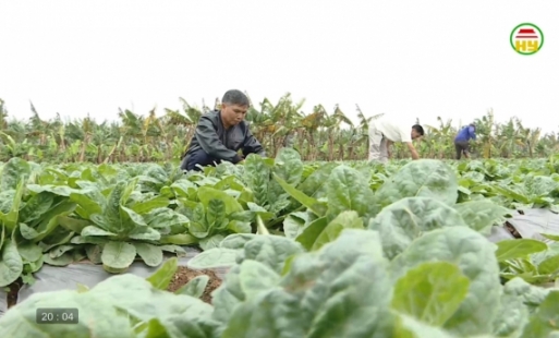 Trồng cây dược liệu đem lại hiệu quả kinh tế cao