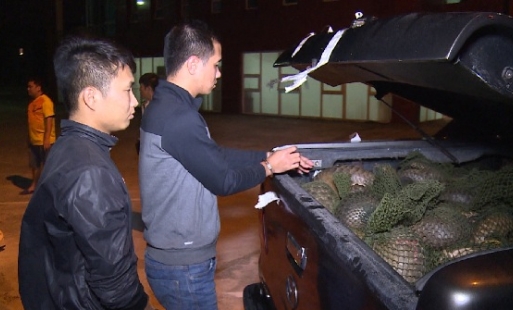 Bắt 2 đối tượng vận chuyển 112 cá thể tê tê tại Văn Giang