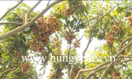 TP Hưng Yên được mùa nhãn sớm