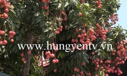 Xây dựng nhãn hiệu chứng nhận “vải trứng Hưng Yên”