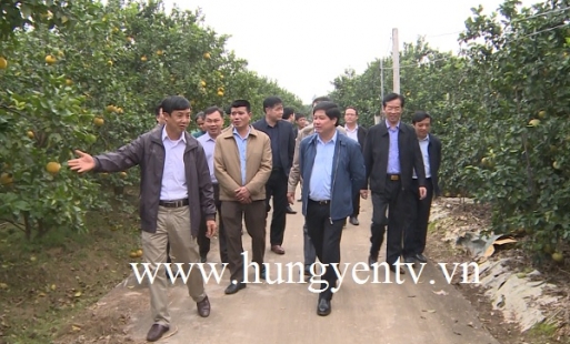 Thứ trưởng Bộ Nông nghiệp khen cam sạch Hưng Yên