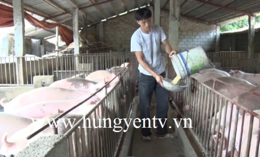 130 xã, phường, thị trấn ở Hưng Yên công bố hết bệnh dịch tả lợn châu Phi