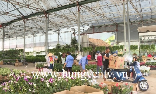 Nhộn nhịp vùng hoa, cây cảnh Văn Giang phục vụ thị trường Tết