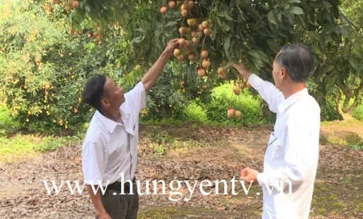 Hiệu quả từ cây vải trứng ở Phù Cừ và Ân Thi