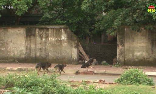 Hiểm họa rình rập từ chó thả rông