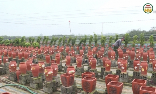 Chuẩn bị vụ hoa cây cảnh sau Tết