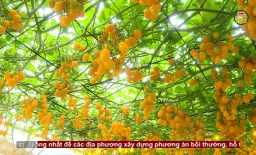 Khám phá vườn cà chua 