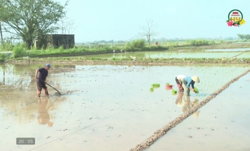 Nông dân gieo cấy lúa xuân